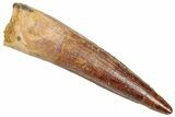 Fossil Spinosaurus Tooth - Real Dinosaur Tooth #357796-1